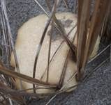 Sandträuschling, Foto 20