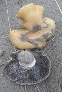 Sandträuschling, Foto 5