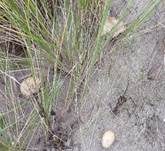 Sandträuschling, Foto 11