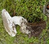 Sandwulstling, Foto 15