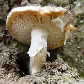 Sandwulstling, Foto 6