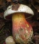 Satanspilz, Foto 22