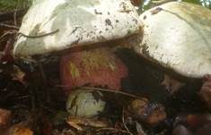 Satanspilz, Foto 33