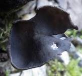 Sattellorchel, Foto 18