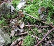 Sattellorchel, Foto 6