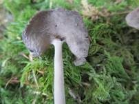 Sattellorchel, Foto 7