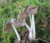 Sattellorchel, Foto 10