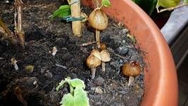 Säuerlichschmeckender Glockenschüppling, Foto 16