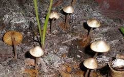Säuerlichschmeckender Glockenschüppling, Foto 17