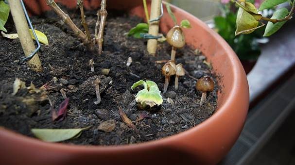 Säuerlichschmeckender Glockenschüppling, Foto 4
