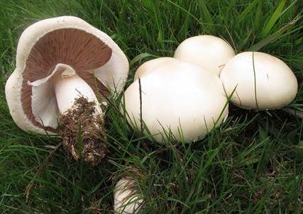 Schafchampignon, Foto 2