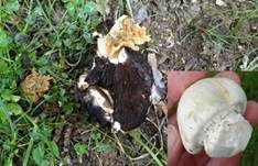 Schafchampignon, Foto 13