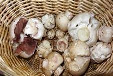 Schafchampignon, Foto 16