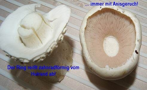 Schafchampignon, Foto 4