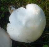 Schafchampignon, Foto 23