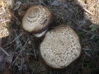 Schafchampignon, Foto 25