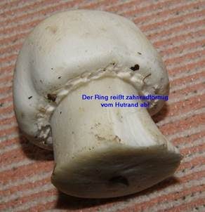 Schafchampignon, Foto 5