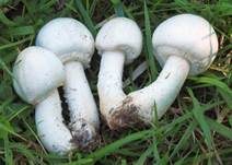 Schafchampignon, Foto 32