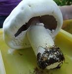 Schafchampignon, Foto 6