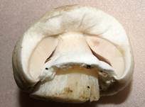 Schafchampignon, Foto 7