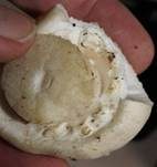 Schafchampignon, Foto 9