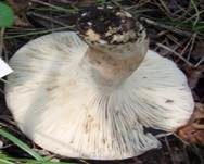 Scharfblättriger Schwärztäubling, Foto 5