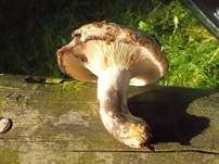 Scharfblättriger Schwärztäubling, Foto 7