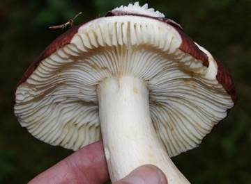 Scharfer Brauntäubling, Foto 2