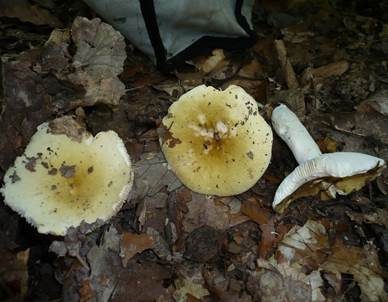 Scharfer Gelbtäubling, Foto 2