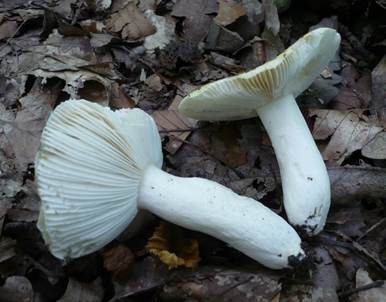 Scharfer Gelbtäubling, Foto 3