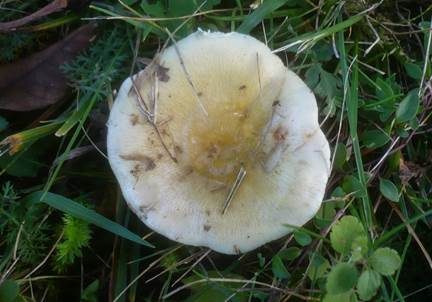 Scharfer Gelbtäubling, Foto 4