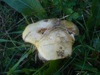 Scharfer Gelbtäubling, Foto 5