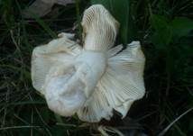 Scharfer Gelbtäubling, Foto 6