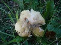 Scharfer Gelbtäubling, Foto 7