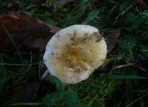 Scharfer Gelbtäubling, Foto 9