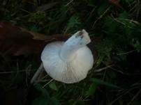 Scharfer Gelbtäubling, Foto 10