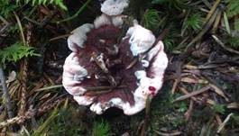 Scharfer Korkstacheling, Foto 17