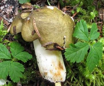 Scharfer Kupfertäubling, Foto 2