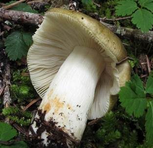 Scharfer Kupfertäubling, Foto 3
