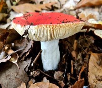 Scharfer Zinnobertäubling, Foto 5