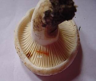 Scharfmilchender Wollschwamm, Foto 5