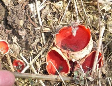 Scharlachroter Kelchbecherling, Foto 2