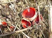 Scharlachroter Kelchbecherling, Foto 15