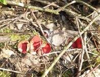 Scharlachroter Kelchbecherling, Foto 22