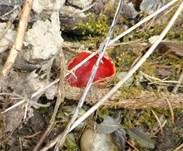 Scharlachroter Kelchbecherling, Foto 23