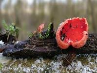 Scharlachroter Kelchbecherling, Foto 30