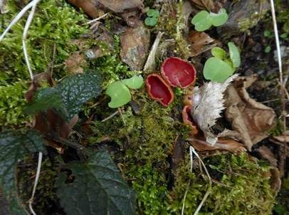 Scharlachroter Kelchbecherling, Foto 5