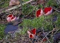 Scharlachroter Kelchbecherling, Foto 37