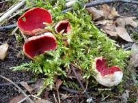 Scharlachroter Kelchbecherling, Foto 6