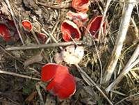 Scharlachroter Kelchbecherling, Foto 8